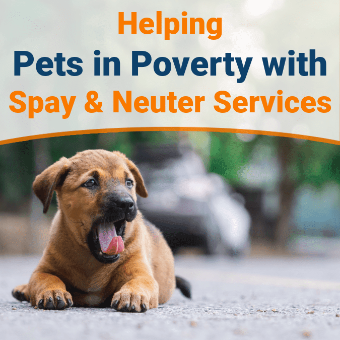 Helping Pets in Poverty with Spay and Neuter Services