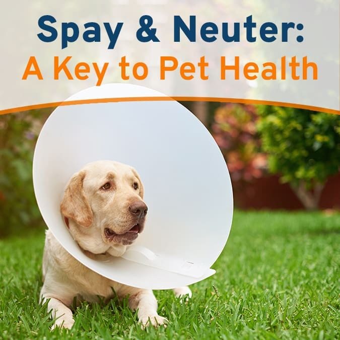 SpayNeutar