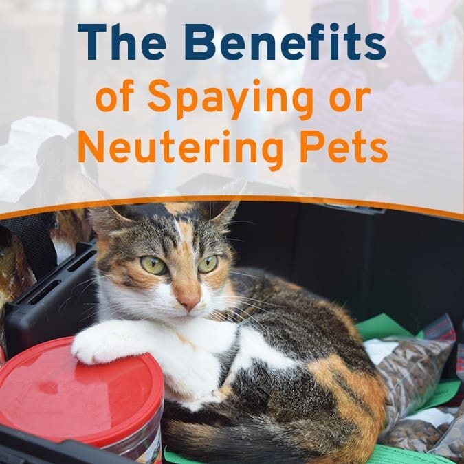 The Benefits of Spaying or Neutering Pets