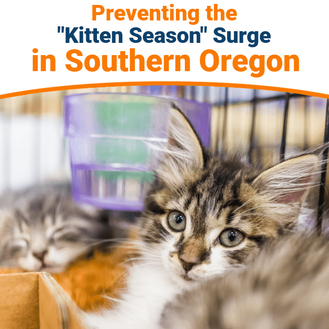 preventing kitten season surge