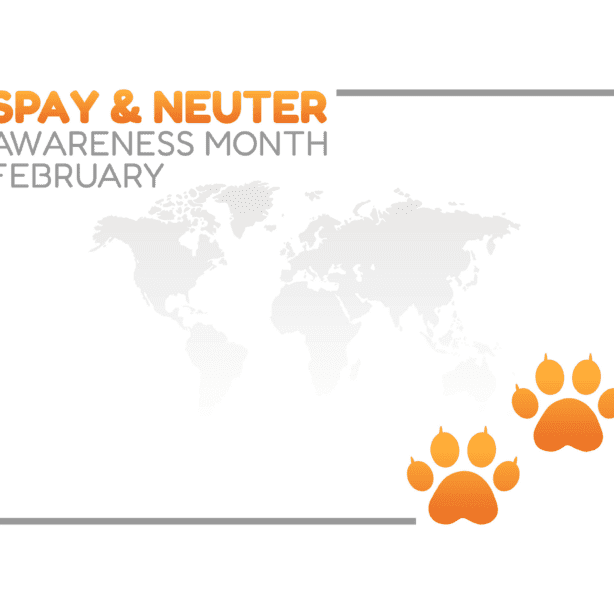 white spay and neuter