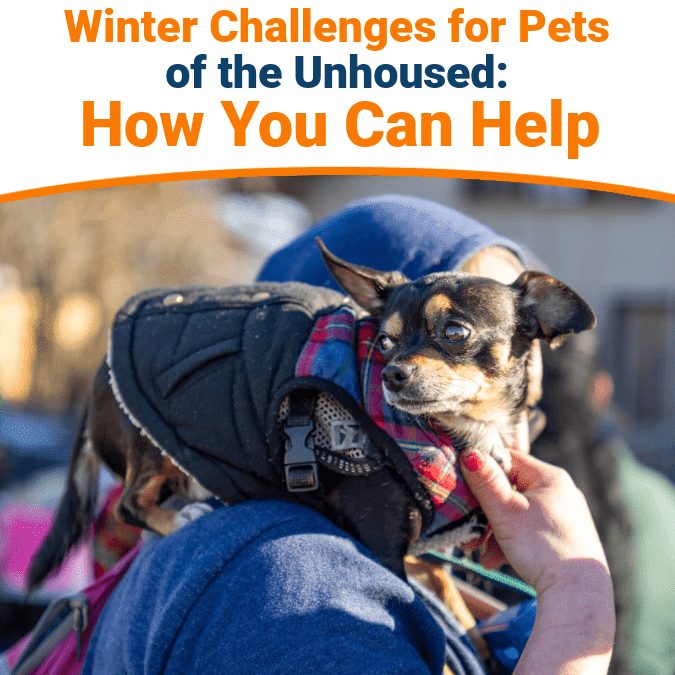 winter support for unhoused pets